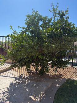 Free orange tree