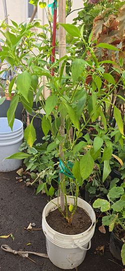 Chile plant