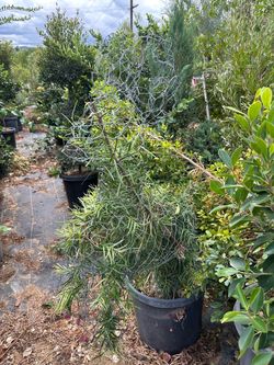 Ramp (sheep) topiary bonsai