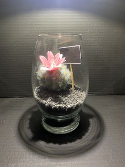 Cacti Terrarium