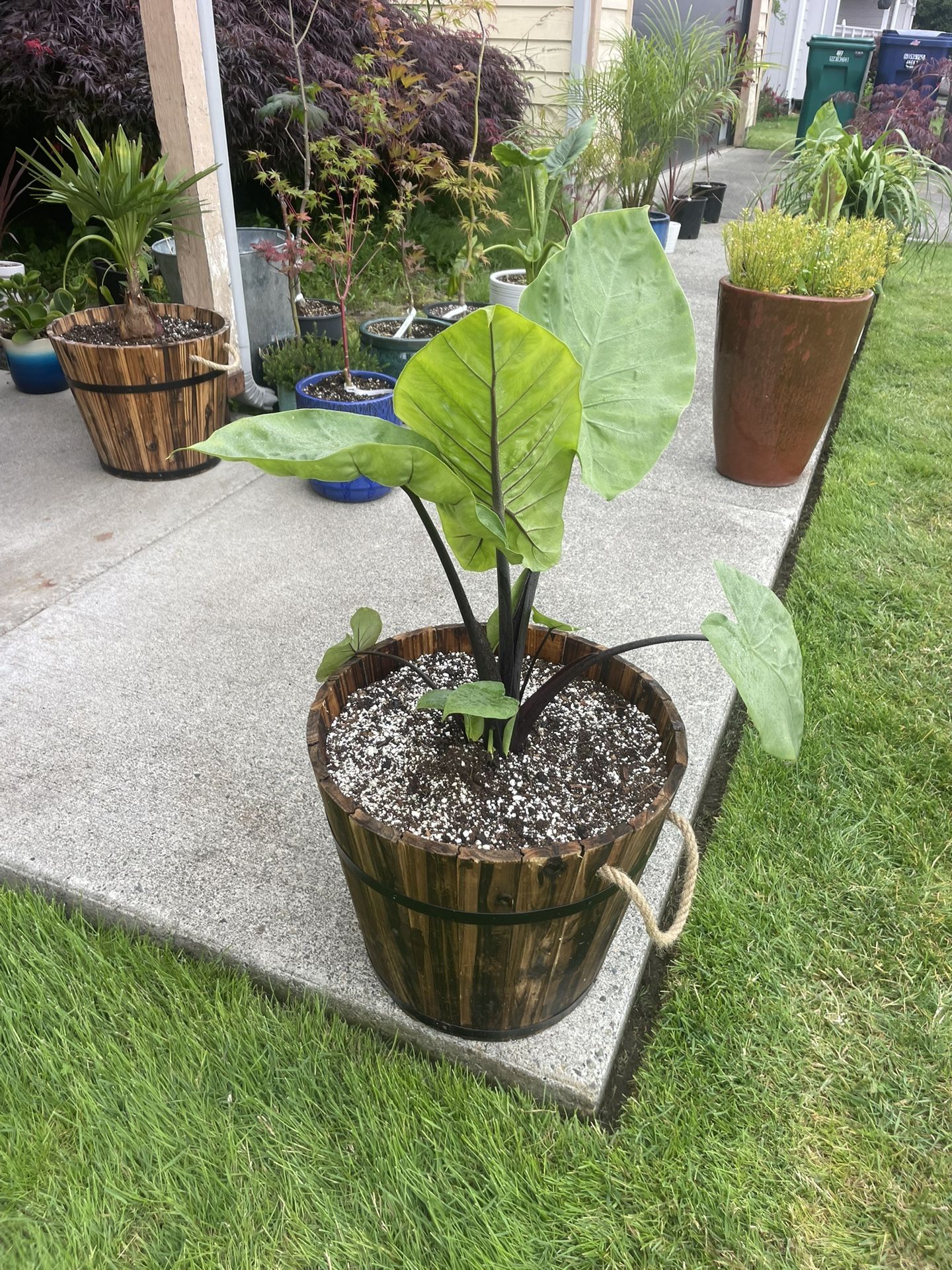 Astounding Alocasia In Gorgeous Wooden Planter