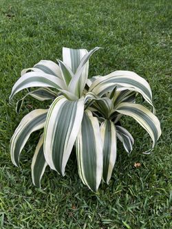 DRACAENA FRAGANS WHITE ASPEN ( 3 gallon pot) New Variety Of Can Plants for  Sale in Hollywood, FL - OfferUp