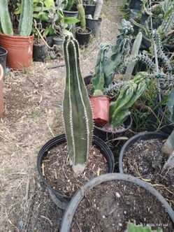 Mexican fence post cactus plant