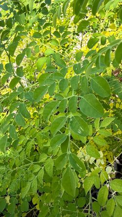 2 1/2 Foot Tall Moringa Plants For Sale • Malunggay • Miracle • Drumstick • Organic Perennials