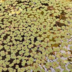 Fairy Moss Azolla Pond Or Aquarium Plant