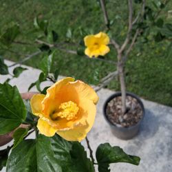 Hibiscus Tree with Yellow Flowers $48