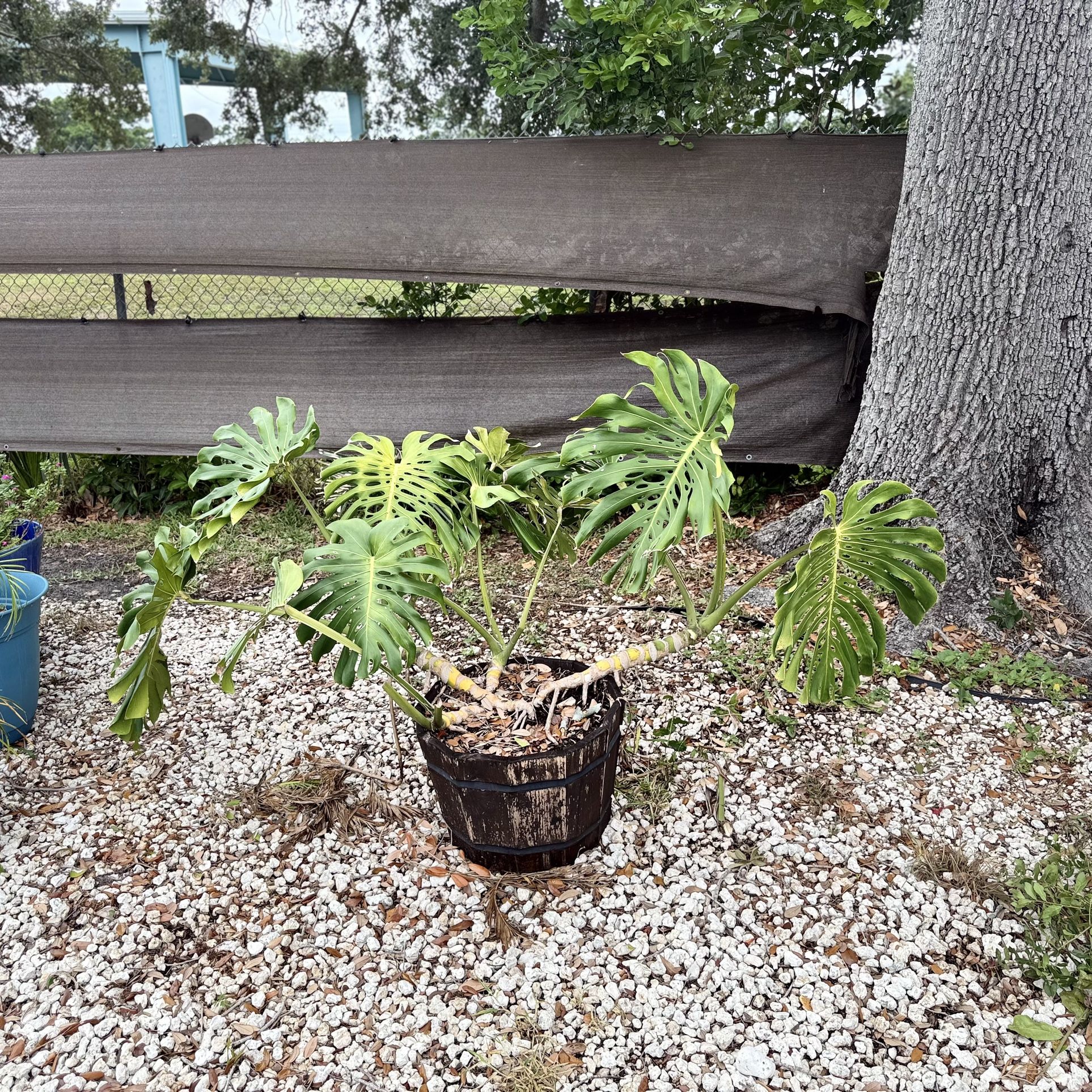 Monstera Plant