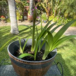 Multiple Amaryllis Lily Flower Plants/Bulbs With Decorative Pot