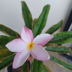 Plumeria Plant 