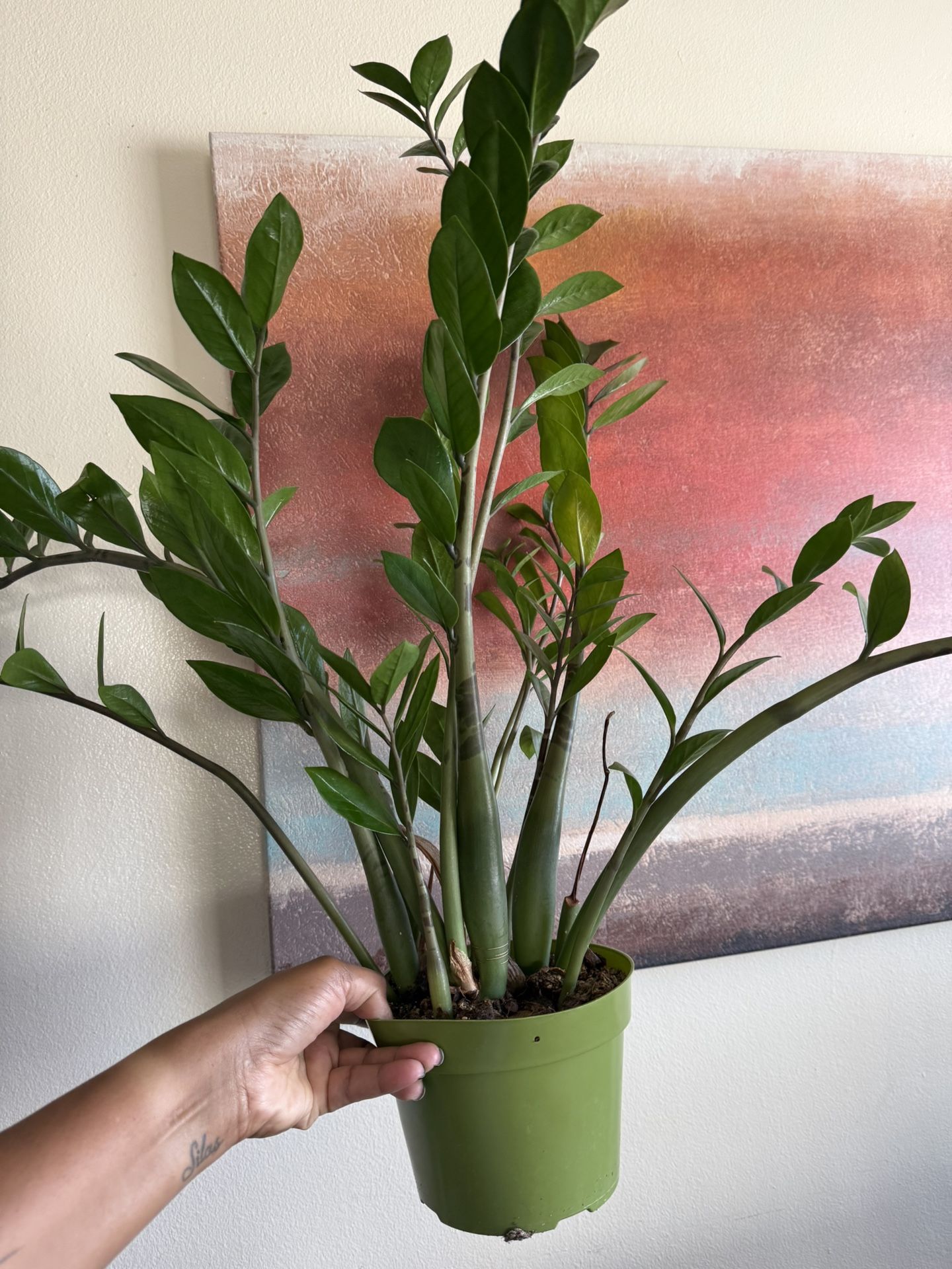 Zz Plant In 6 Inch Plastic Pot. Only $20 