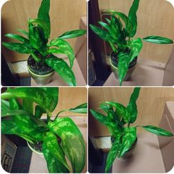 Aglaonema house plant
