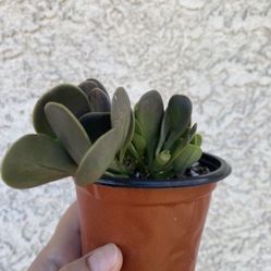 4 Inch Pot Succulent Plant - Kleinia Petraea - Jade Trepador - Rooted & Established - Drought Resistant - 🪴 