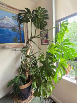 giant monstera