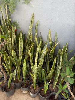 Snake plant