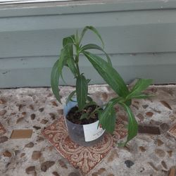 Mexican Petunias 