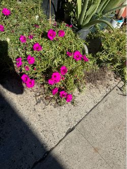Big moss rose