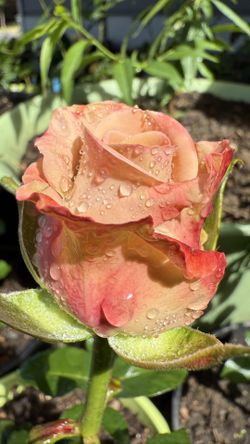 Rare florist cutting rose, Escalante Rose