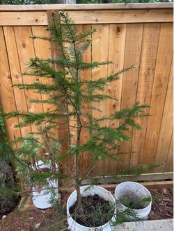 Pine