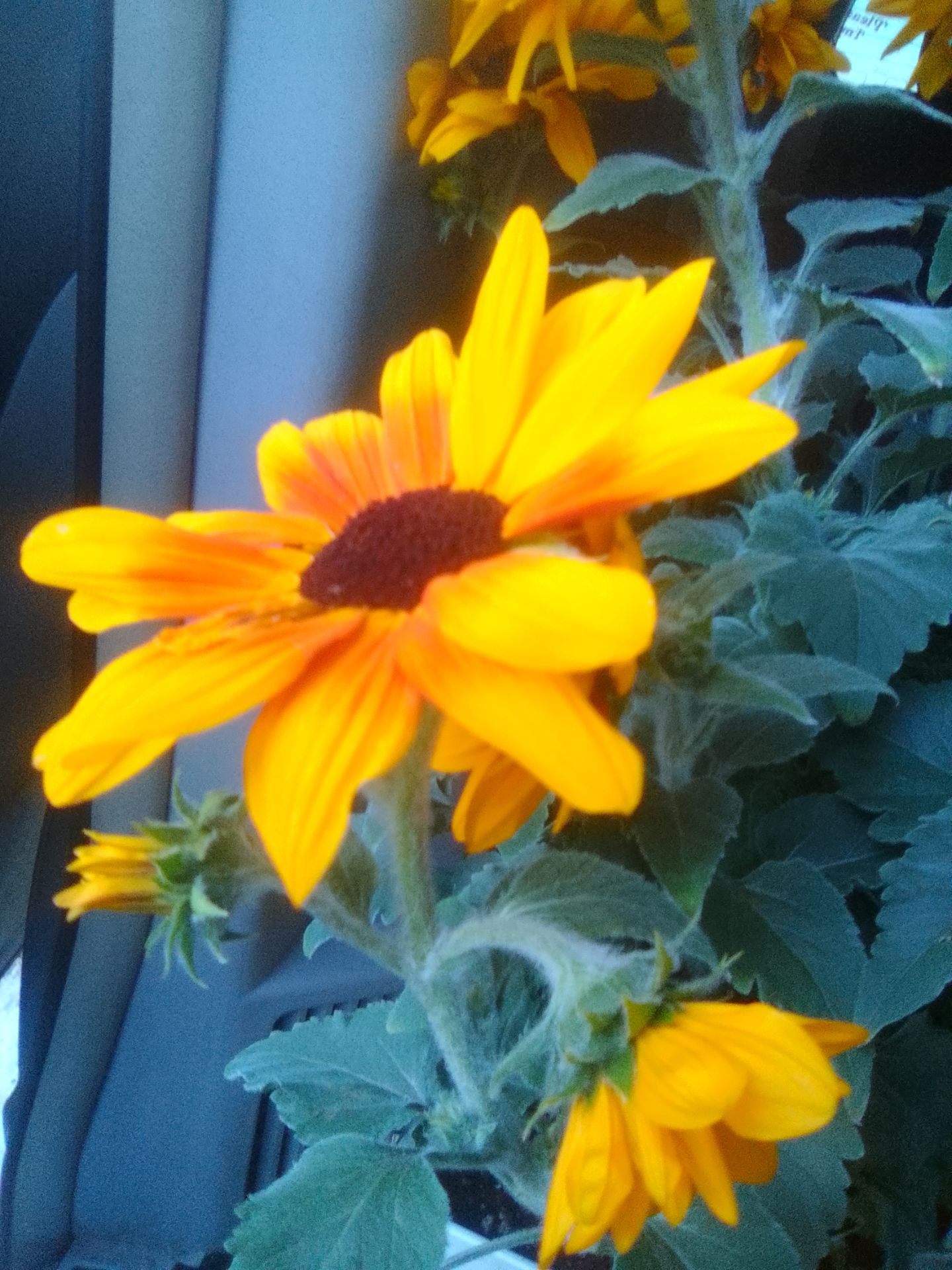 Sunflower
