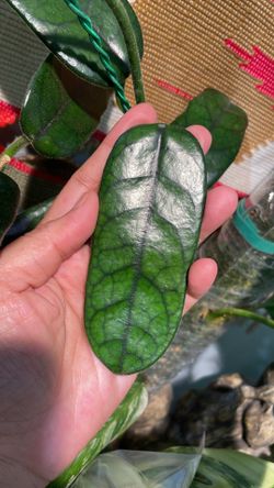 Hoya Globulosa