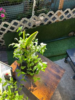 Small snake and wondering Jew plants