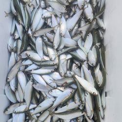 Dead Sardines Salt. 6 Pounds $ 15