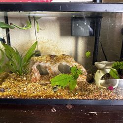 10 Gallon Fish Tanks 