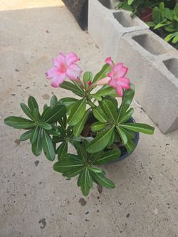 Rosa Del Desierto