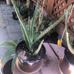 Aloe Vera Live Plant Listing Is for One Plant