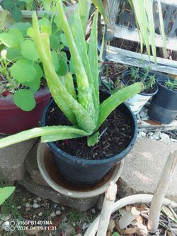 Bonitas plantas de Savila $5 y 10 Dlls C.u