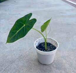Alocasia Frydek 4” pot