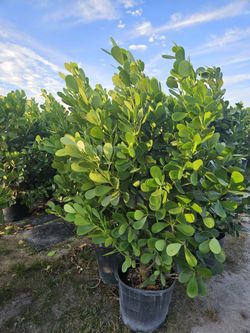 Huge Clusias Over 6 Feet Tall Instant Privacy Hedge For Fence