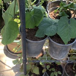 Chayotes Plant.   Cây Su Su 10$