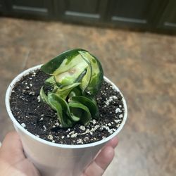 4” Hoya Mauna Loa