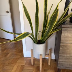 🌿 Large Snake Plant + Planter + Wood Stand