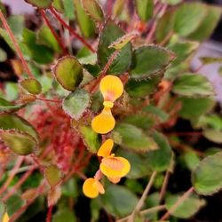 Begonia Vanvondervink