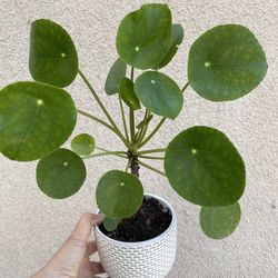 Money tree plant with pot