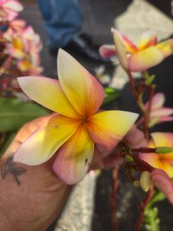 Plumeria Cutting different prices depending the size..maroon is planted with roots $60