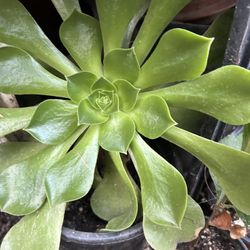 Suculenta