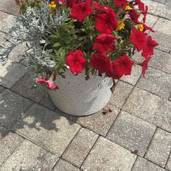 Flowers And Pot