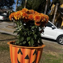 Pumpkin flower pot