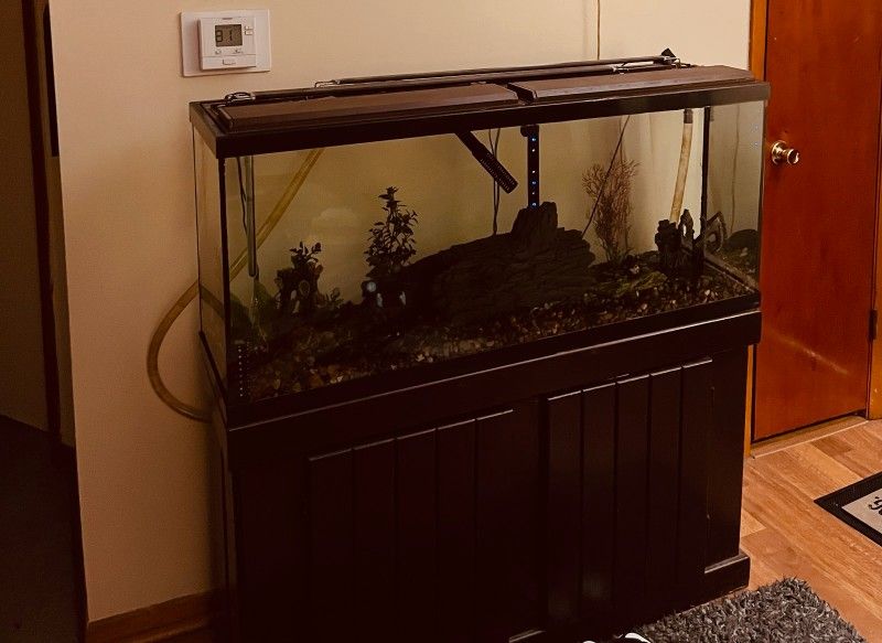 Fish Tank 