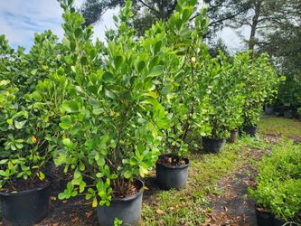 25 Gallon Clusia For Only 50 Dollars! 20 Available