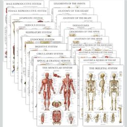 Brand New Anatomy Posters
