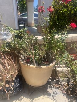 Pot And Plants
