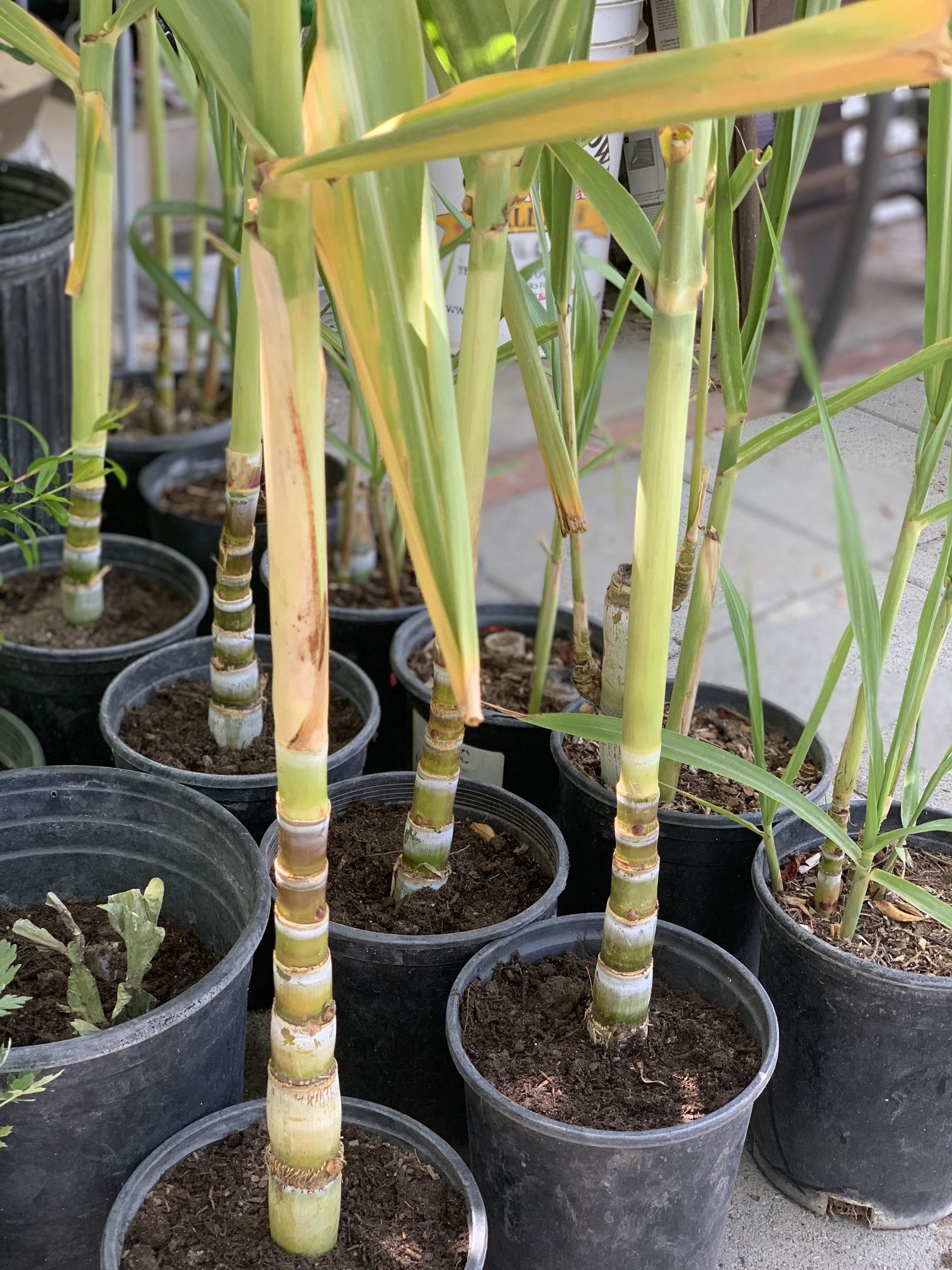 Sugar Cane