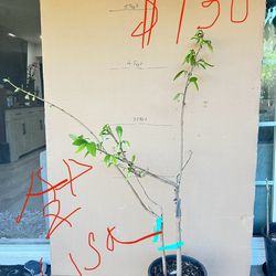 Atemoya 1-3 years grafted