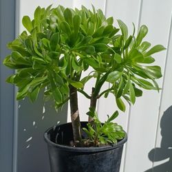 Aeonium Arboreum Plant