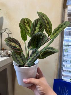 Red Maranta (prayer plant)