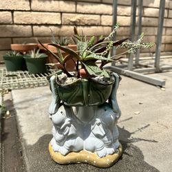 Succulent Plants And More $